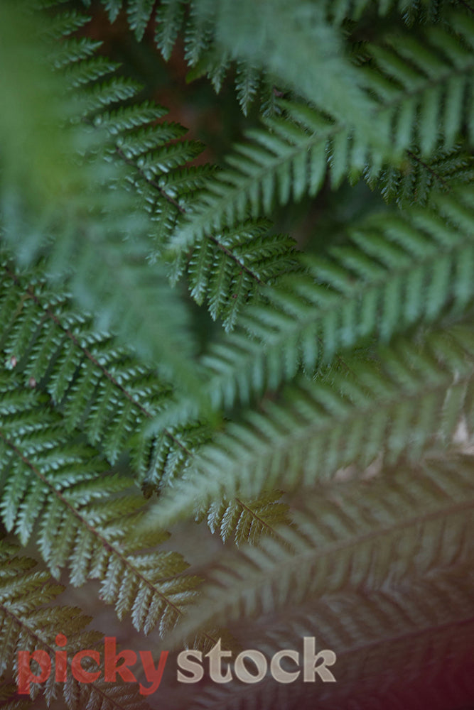Close up macro shot of NZ green fern