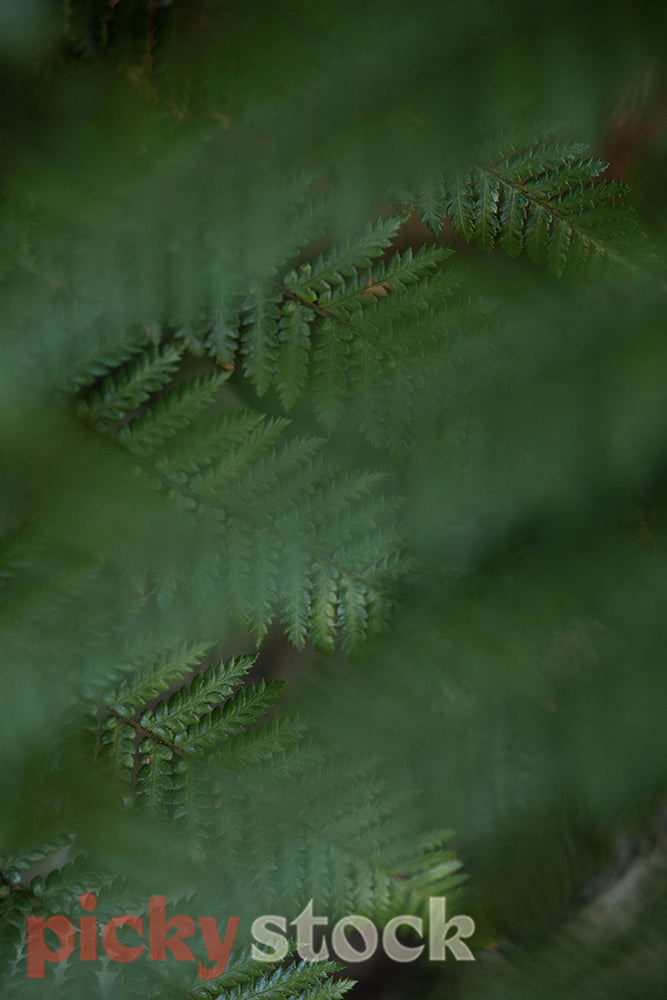 Close up macro NZ fern 