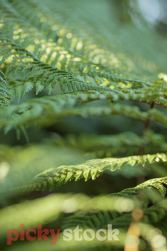 Green New Zealand native fern