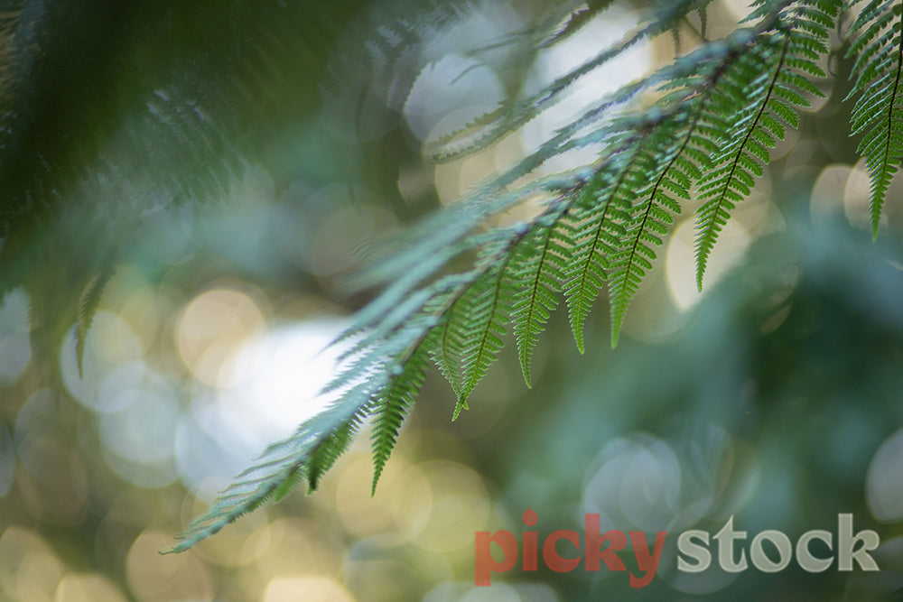 Close up macro of NZ fern