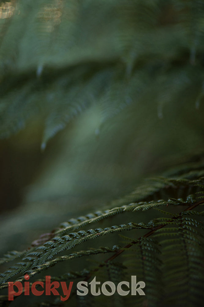 Close up of macro new zealand fern