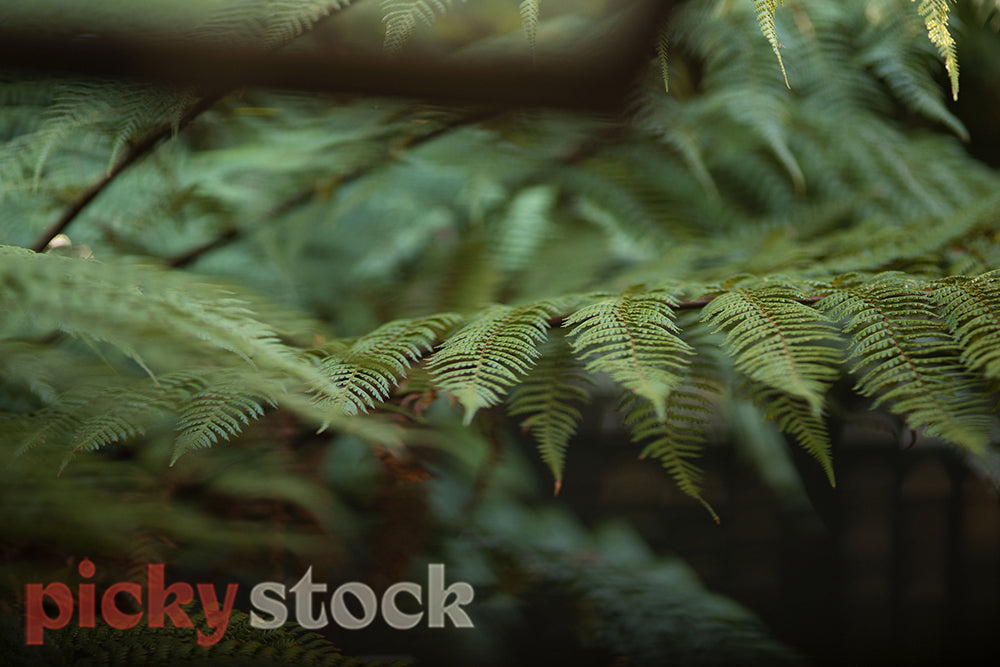 Close up macro shot of New Zealand fern