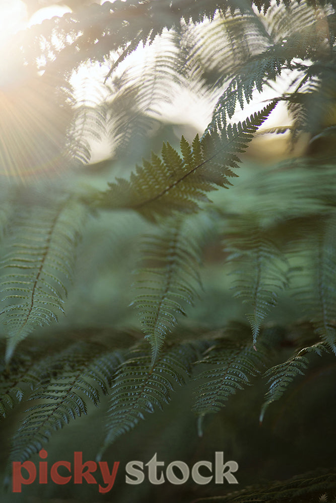 Close up macro shot of New Zealand fern with golden light 
