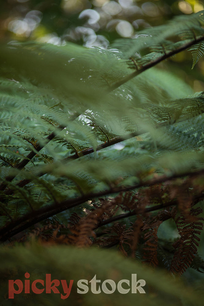 Close up portrait image of new zealand fern