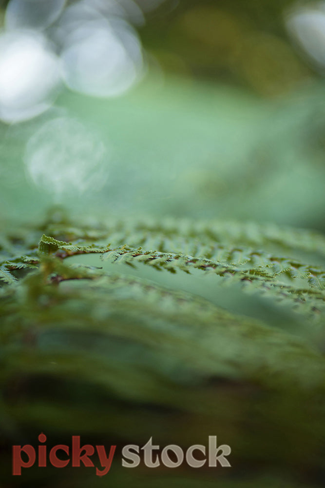 Close up macro shot of new zealand fern with macro bocha on frame 
