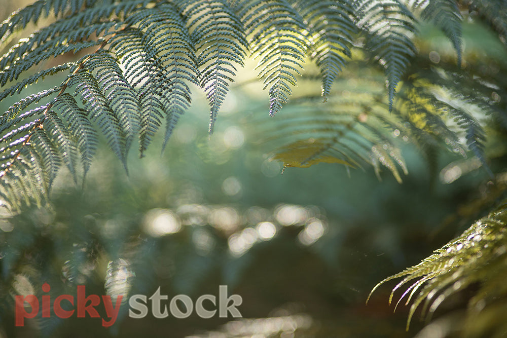 Macro shot of New zealand fern with golden light in frame