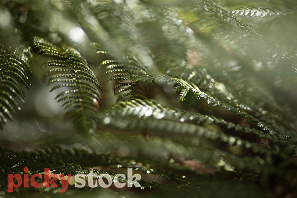 Close up shot of fern with golden light entering left of frame