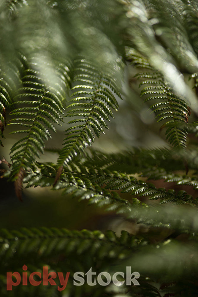 Portrait image of green new zealand fern with golden light 