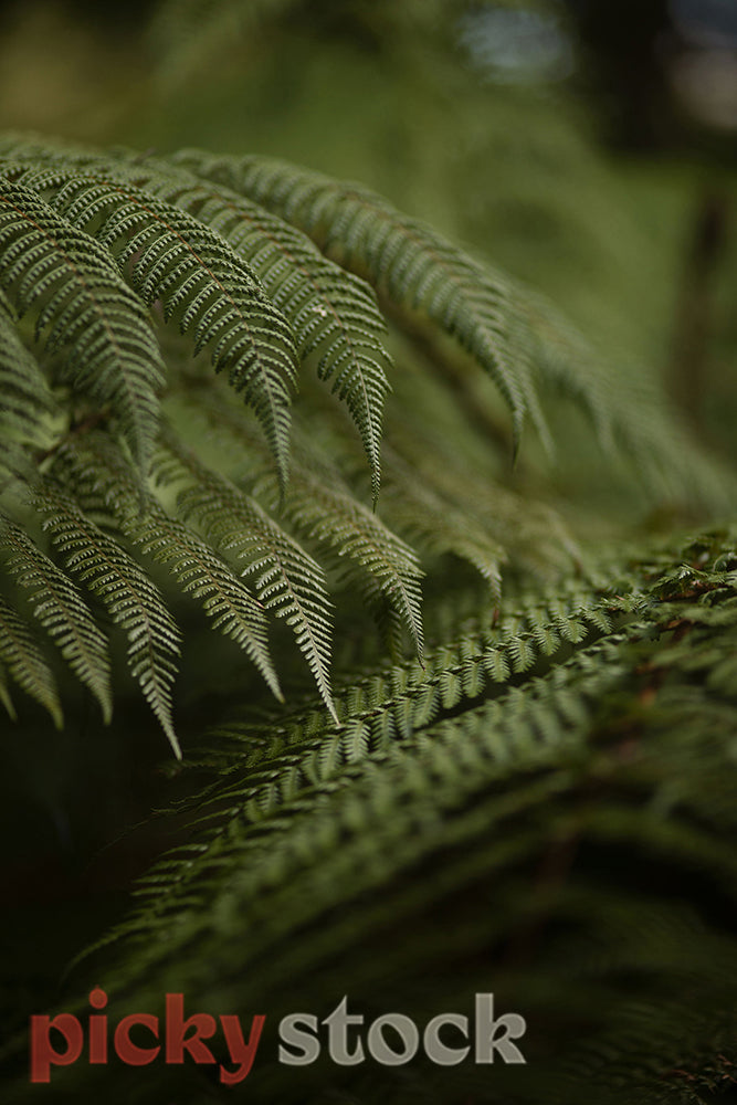Close up green new zealand native fern