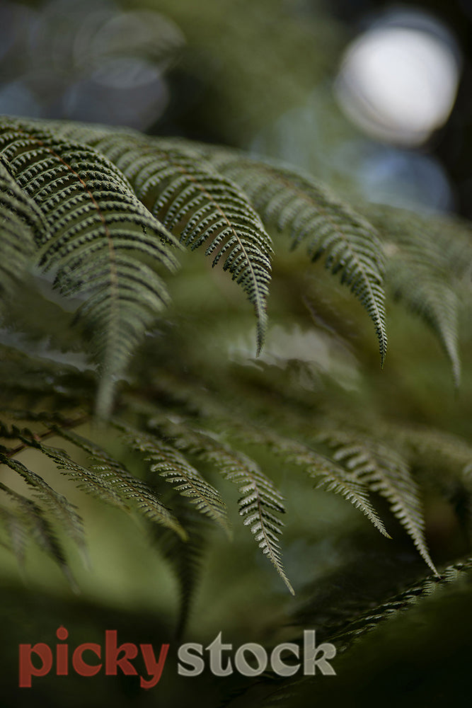 Close up macro shot of new zealand native fern