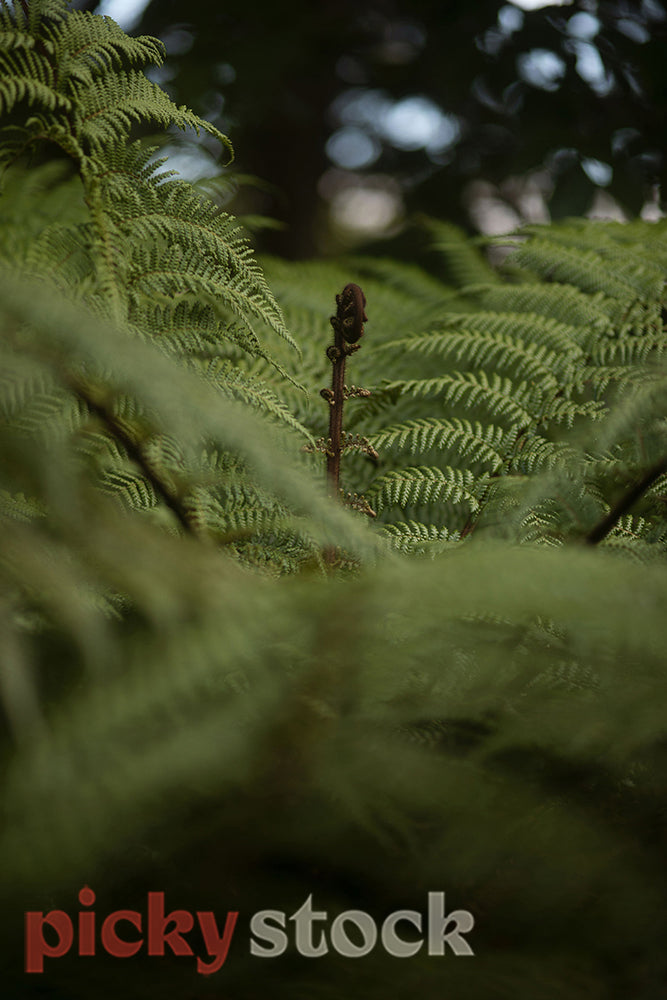 Close up of native new zealand fern in low light