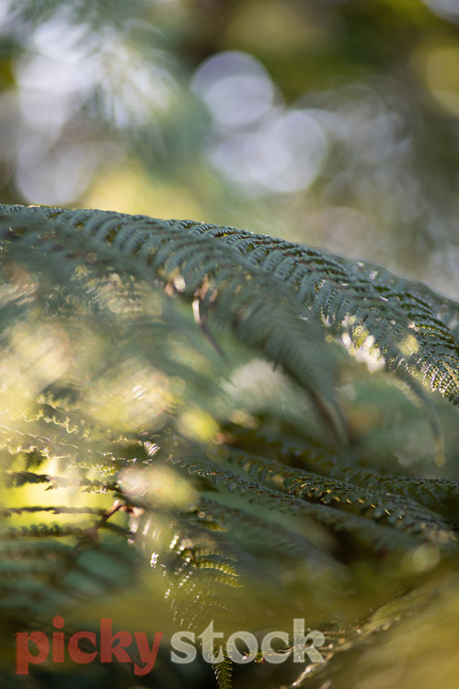 New Zealand native fern with golden light 