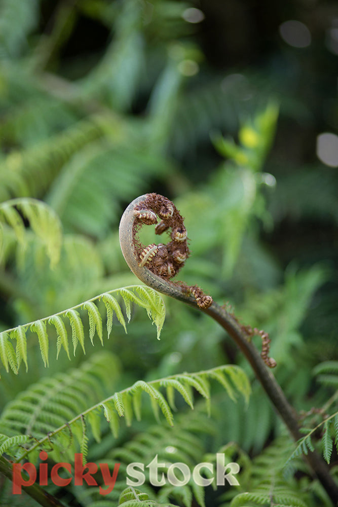 Close up of green new zealand native fern
