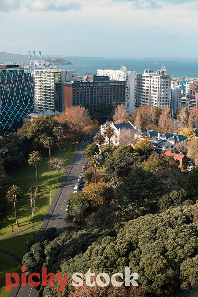 Aerial image of greenery within Auckland City, looking out towards buildings and down towards the harbour. 