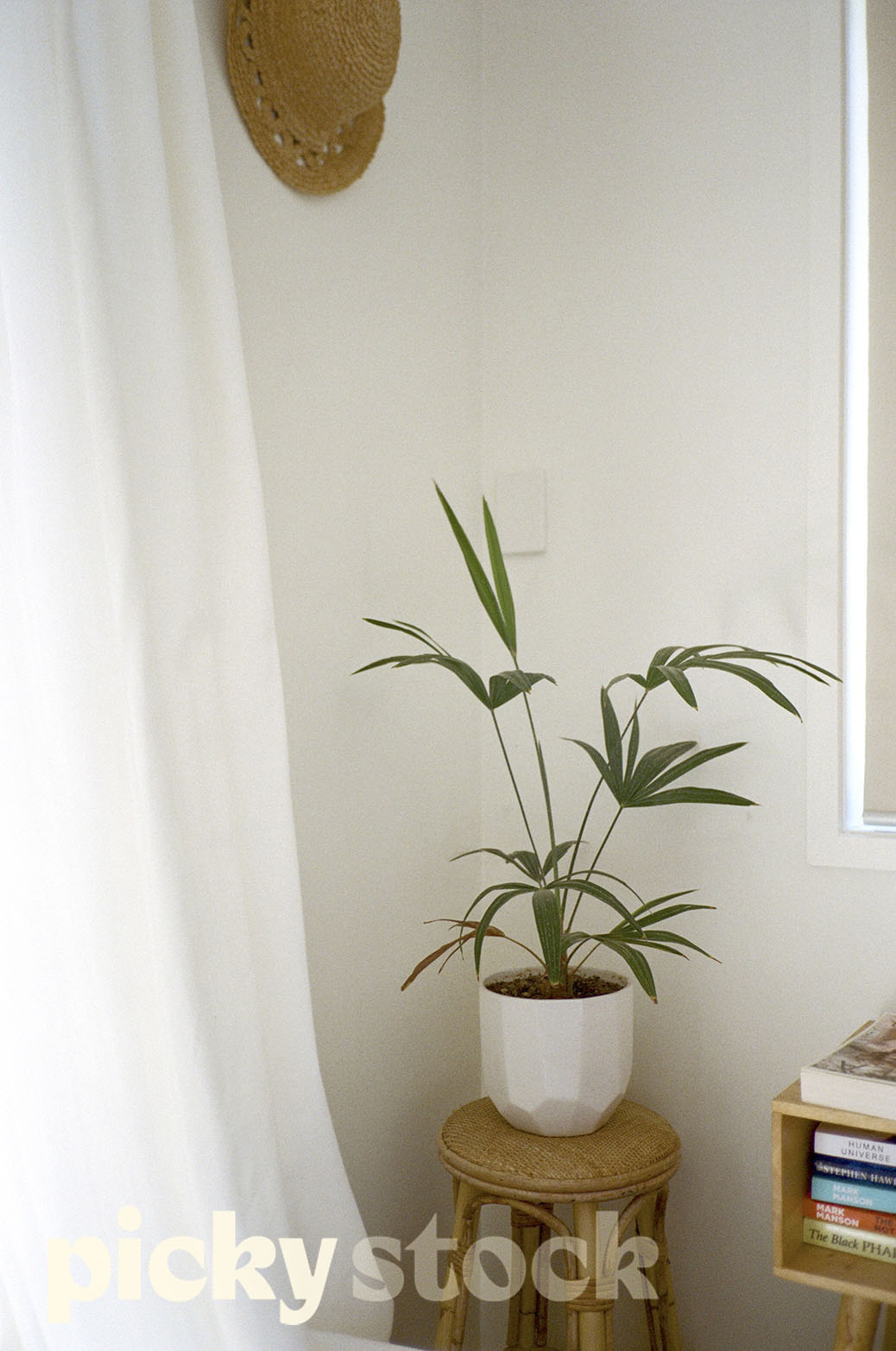 Indoor white pot plant sitting on a small rattan chair. White sheer curtains to right side of frame. Straw hat hanging on the wall. Bedside table full of books on the right hand side. Walls are painted white