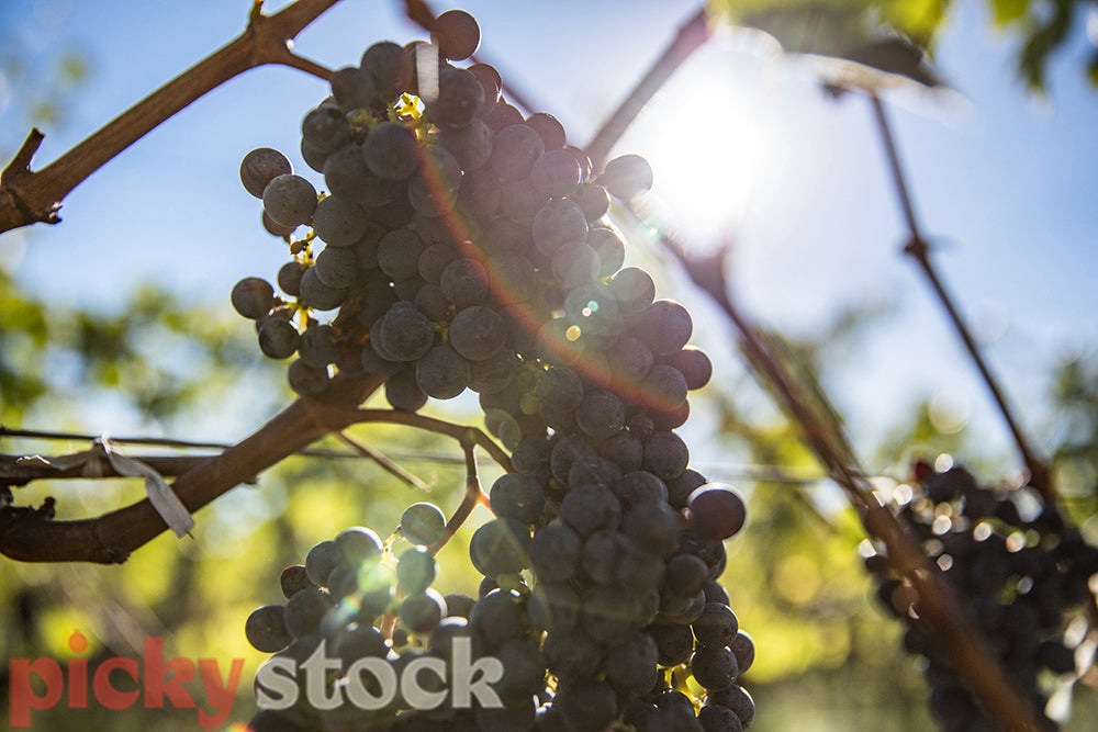 Grapes on the vines into light