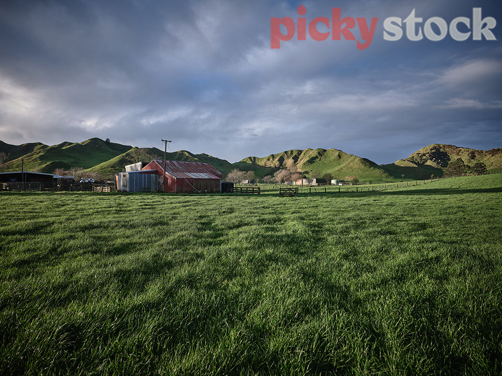 Green grass and farm sheds