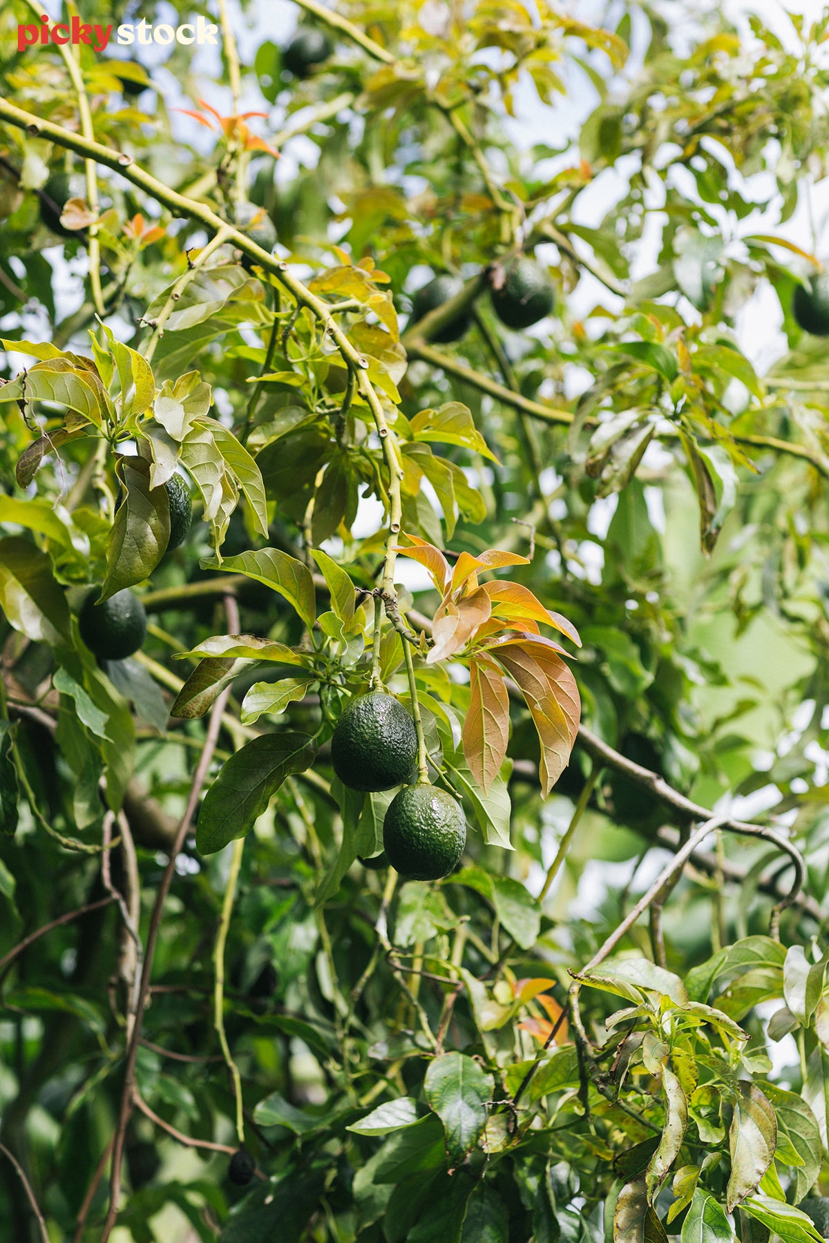 Small green avocados grow on an avocado tree. 