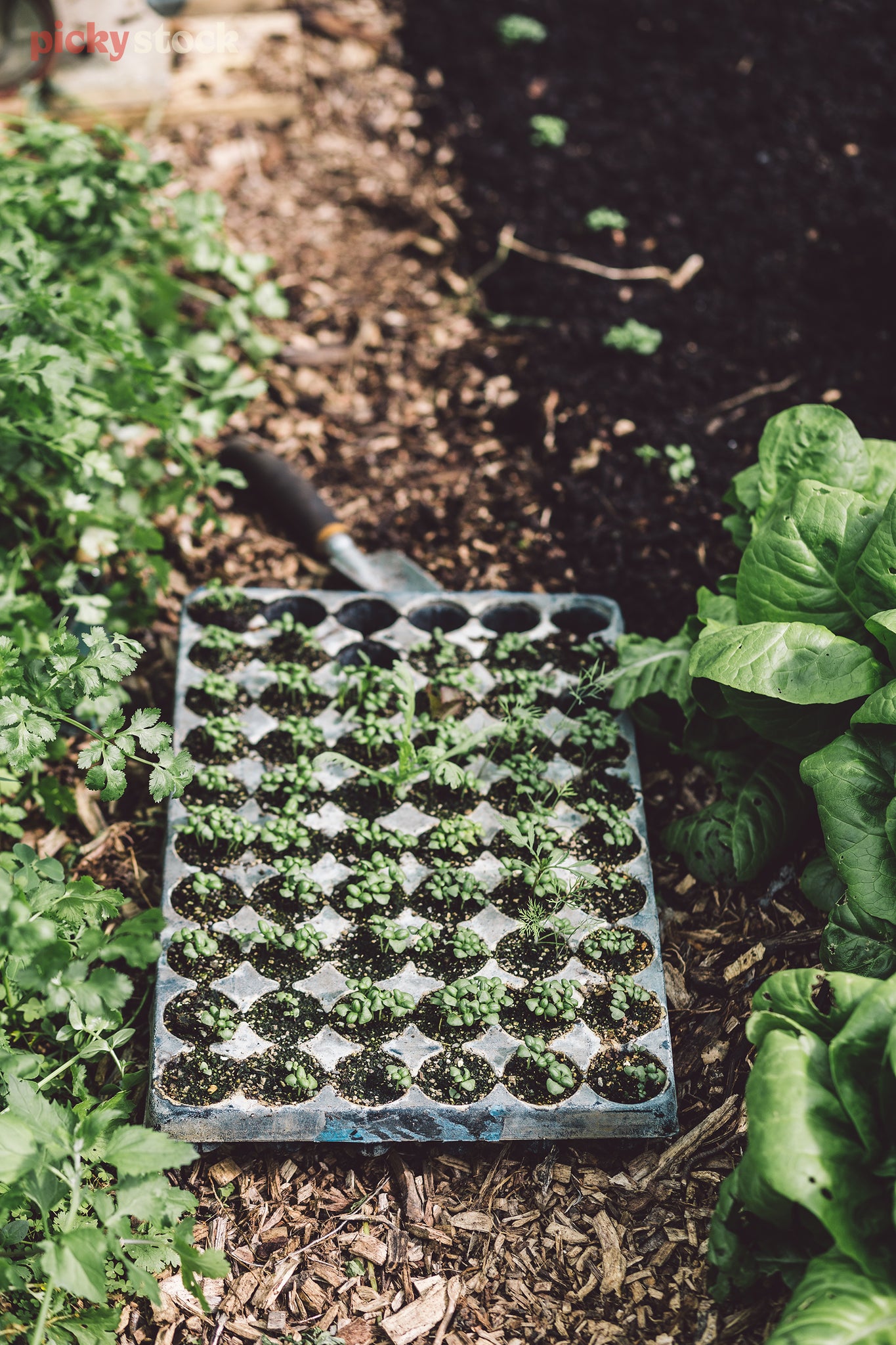 Seedlings grow in a green-filled greenhouse, in a New Zealand organic garden. 
