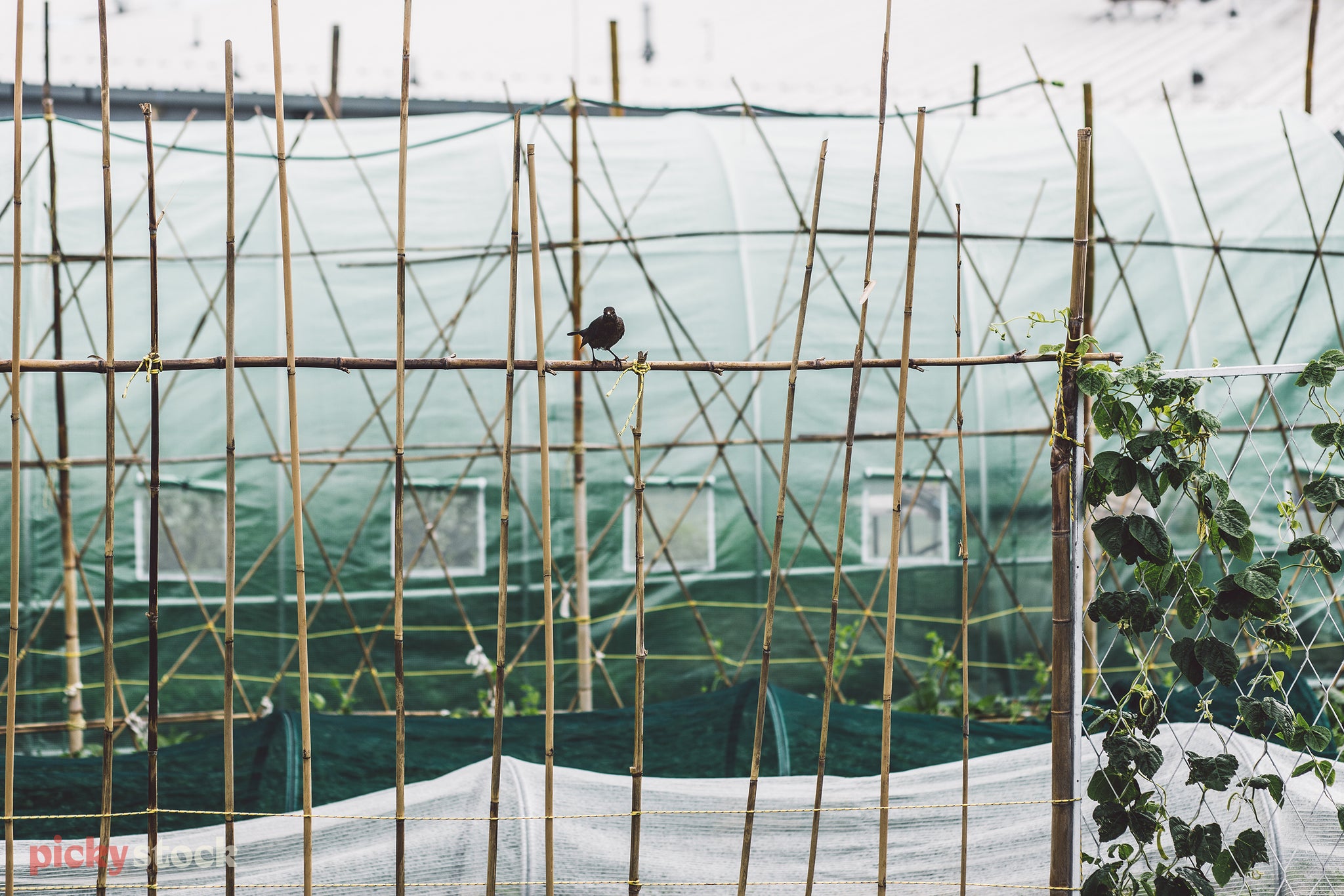Small black bird sits on wooden hand-made fencing in community garden.