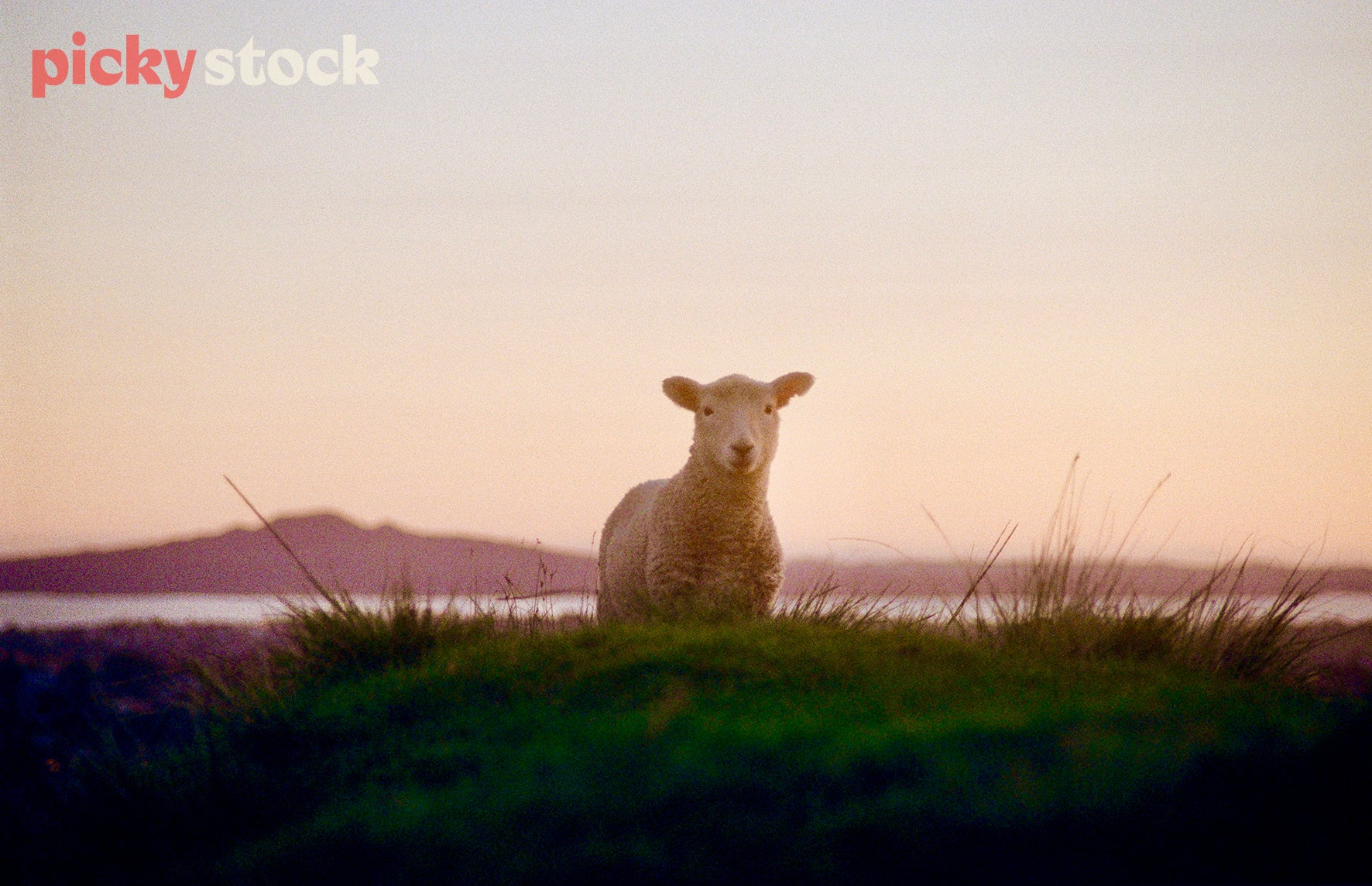 Grainy image of sheep looking straight to camera at Cornwall Park.