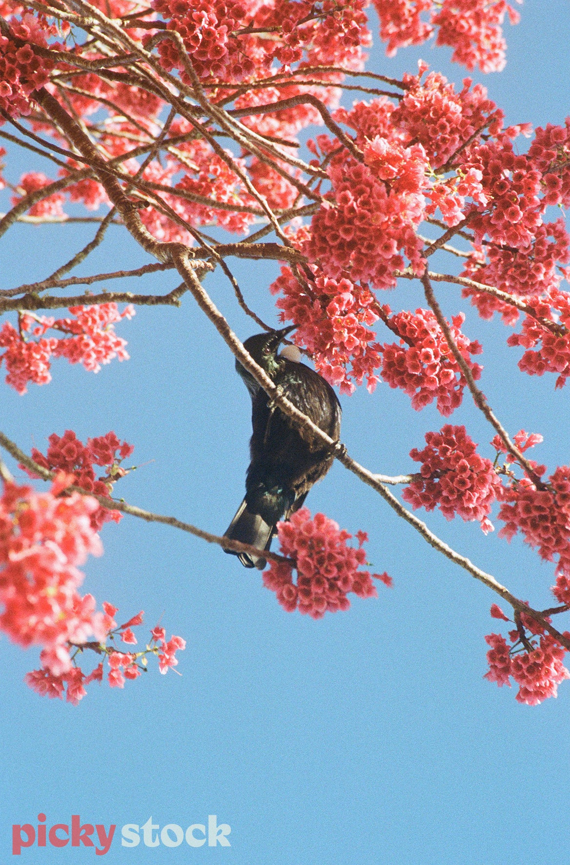 Bird sitting in cherry blossom tree. Epic bright contrast of the cherry blossom and the blue sky. No clouds visible.