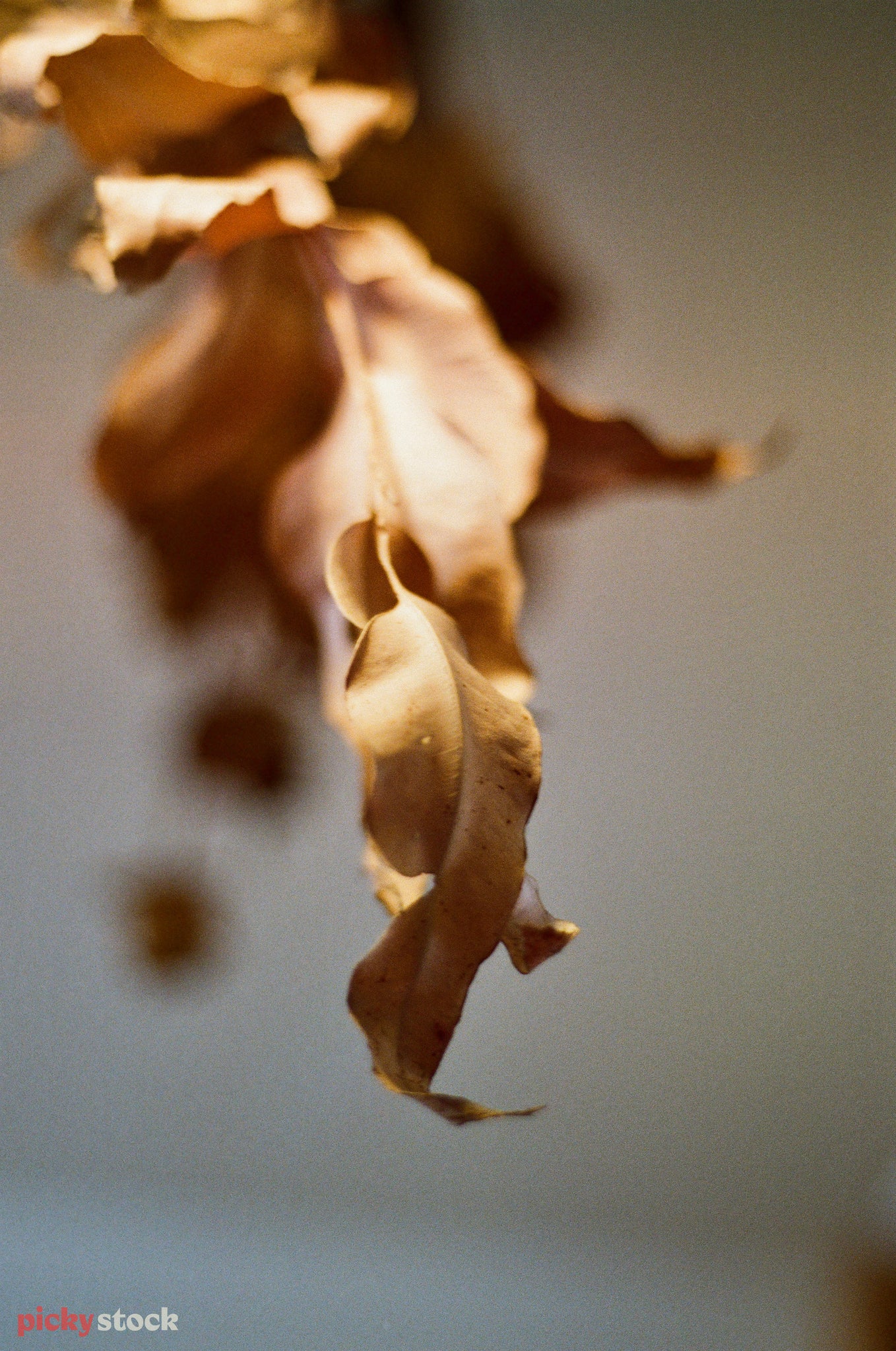Close up of a dried stem of a flower. Background is a soft grain. Light source coming from the top