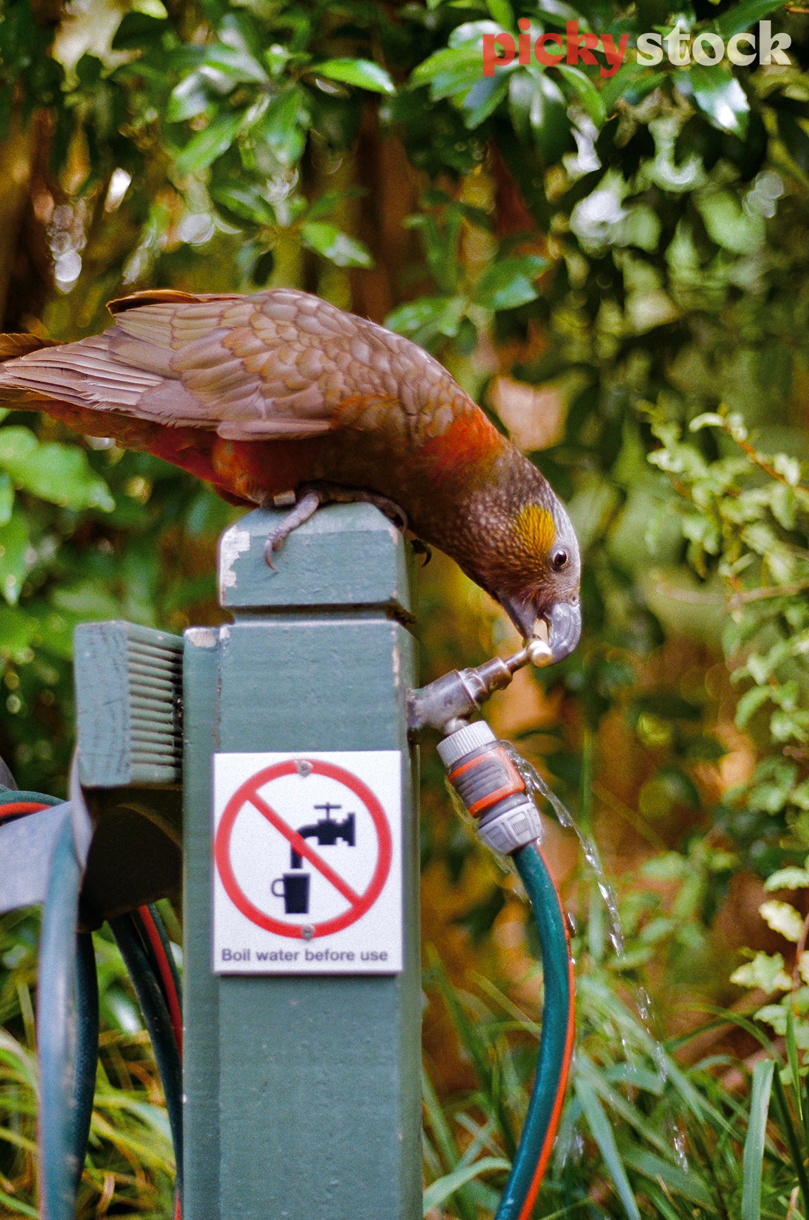Image of New Zealand bird bending down to drink at a water fountain at a doc park reserve. 