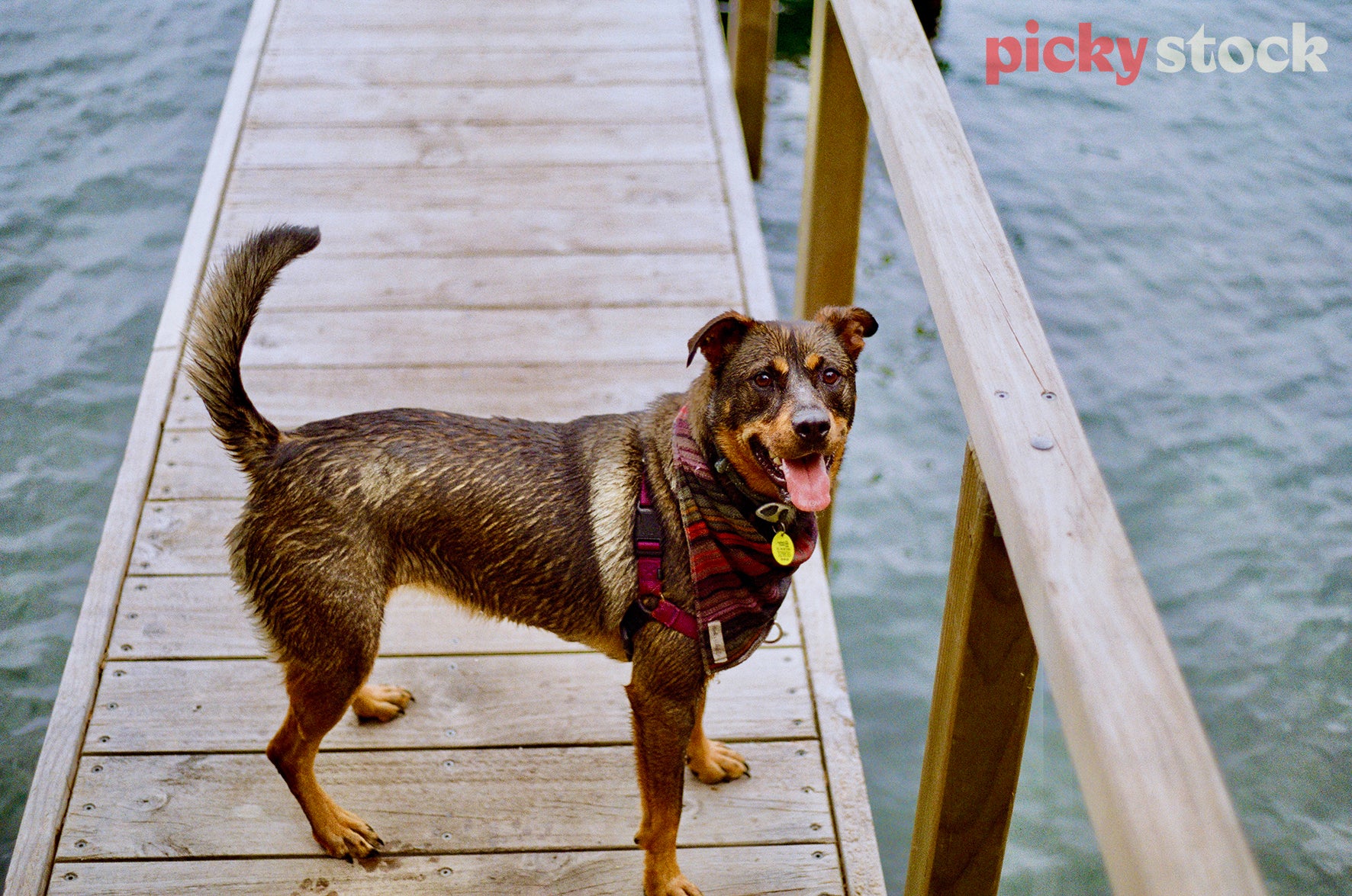 Brown dog standing on wooden jetty with tongue out, wet, looking at camera. 