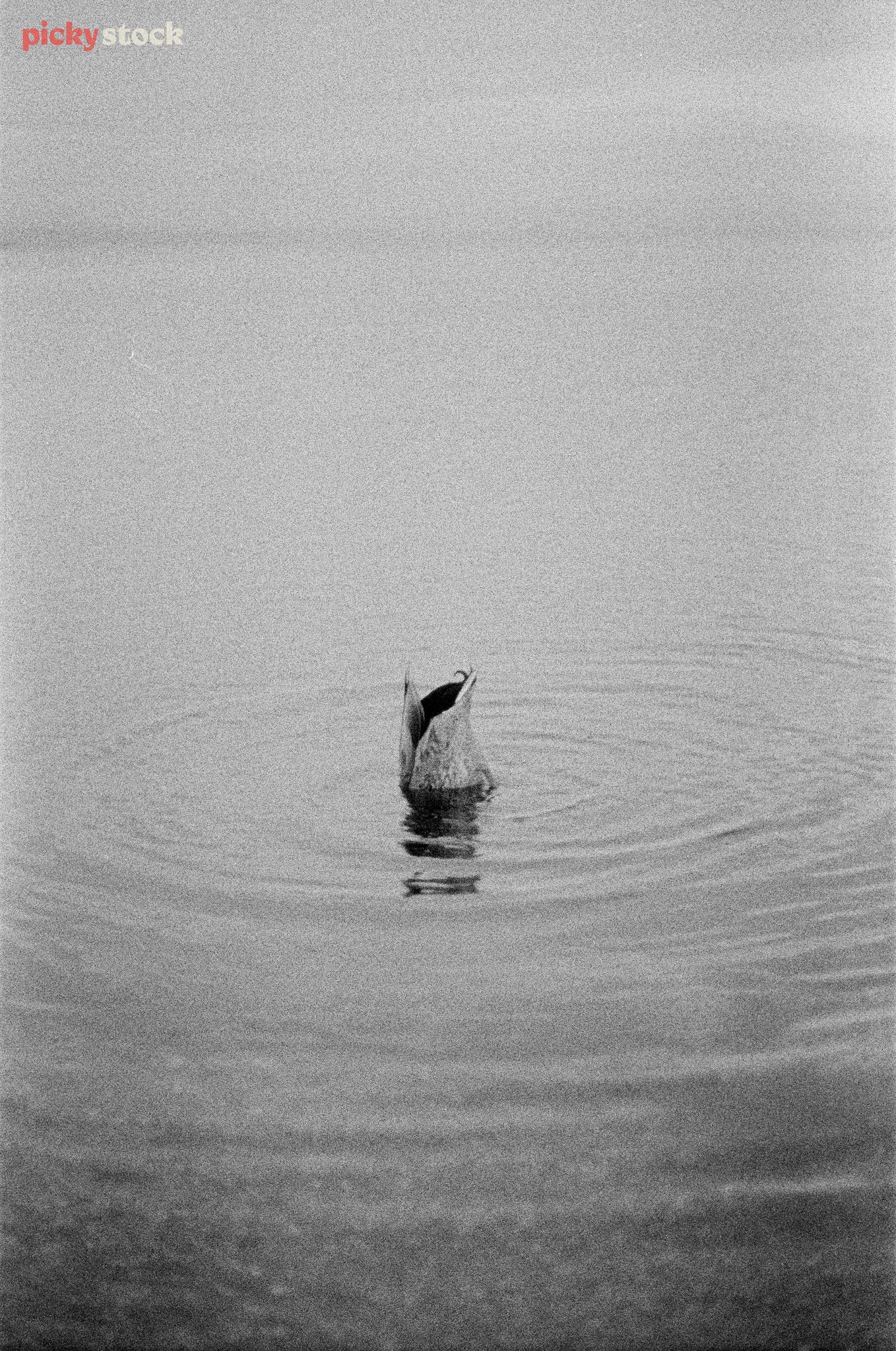 Portrait black and white image of duck diving for food. Ripples of water circling around duck