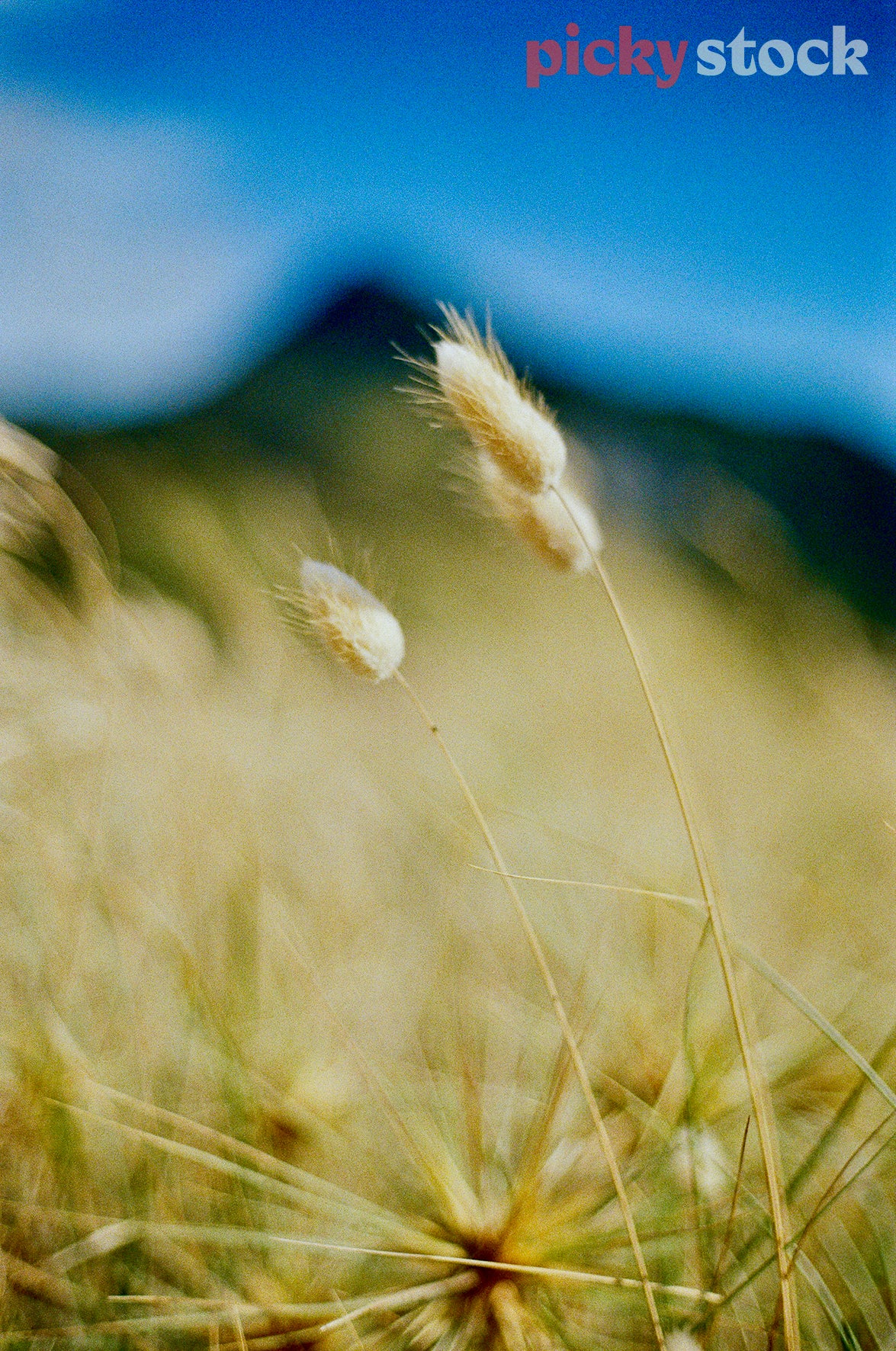 Close up of three bunny tails swaying in the wind. Blue sky and mountain out of focus in background