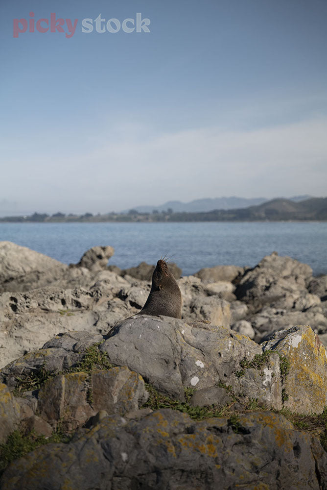Seal sits on the rocks, holding its head up high towards the blue sky. 