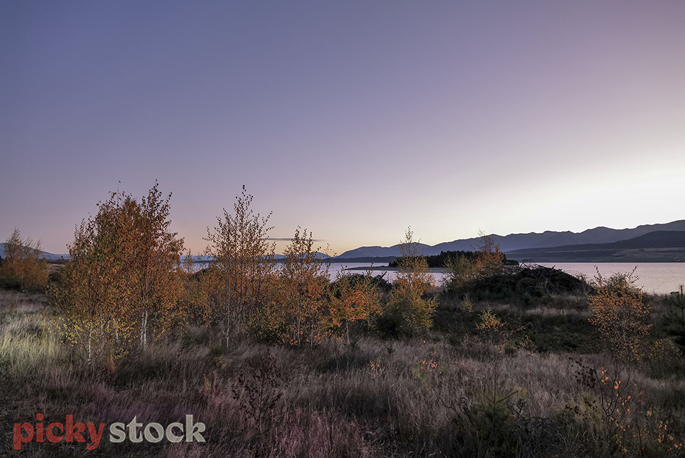 Soft dusk light highlights the autumn colours on the bank of Lake Tekapo.