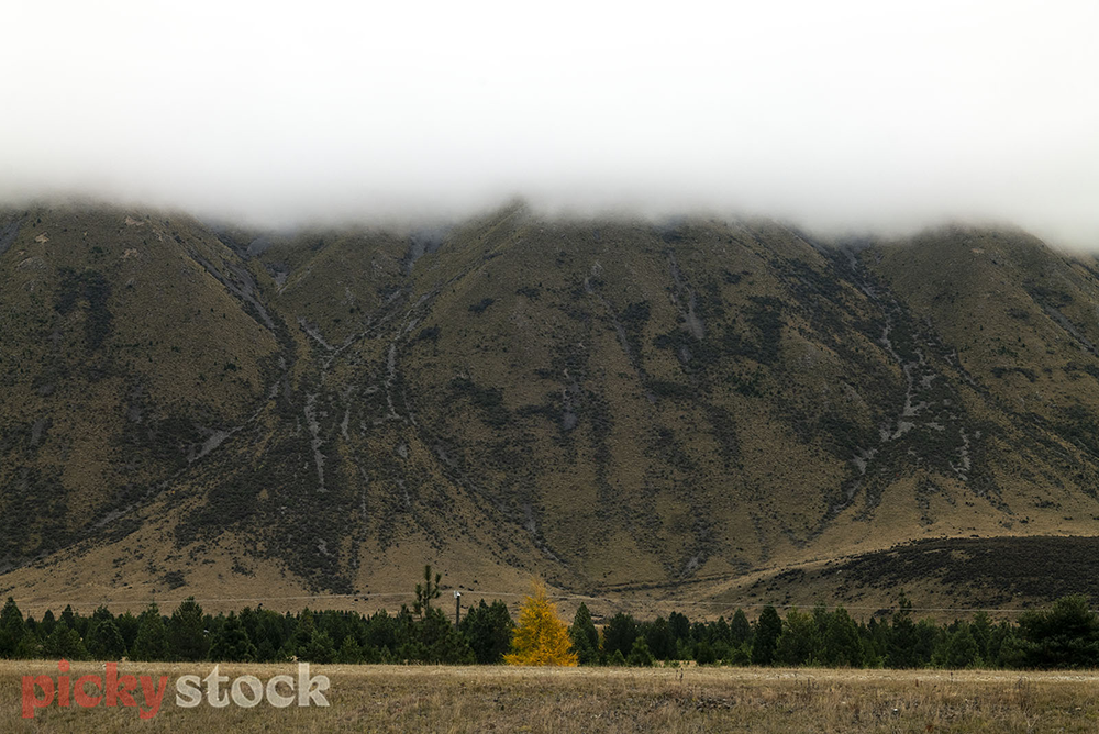 Blanket of clouds over the green hills of Twizel, on a grey day.  One lone tree pops out against the rest for its autumn colours. 