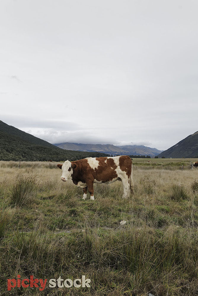A brown & cream cow stands in a field, looking direct to camera. The sky is grey and it is a gloomy day.