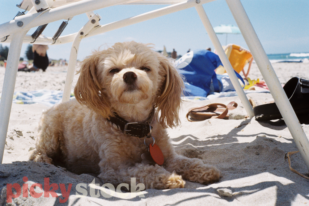 Chihuahua Poodle sits under a beach chair on a hot summer day