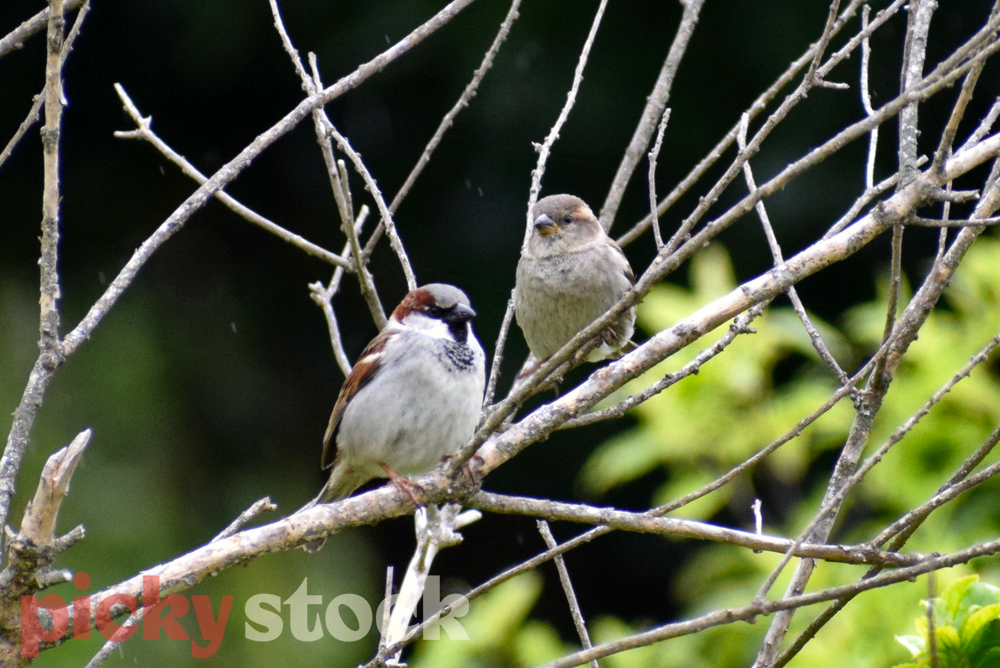 A sparrow couple sitting next to each other