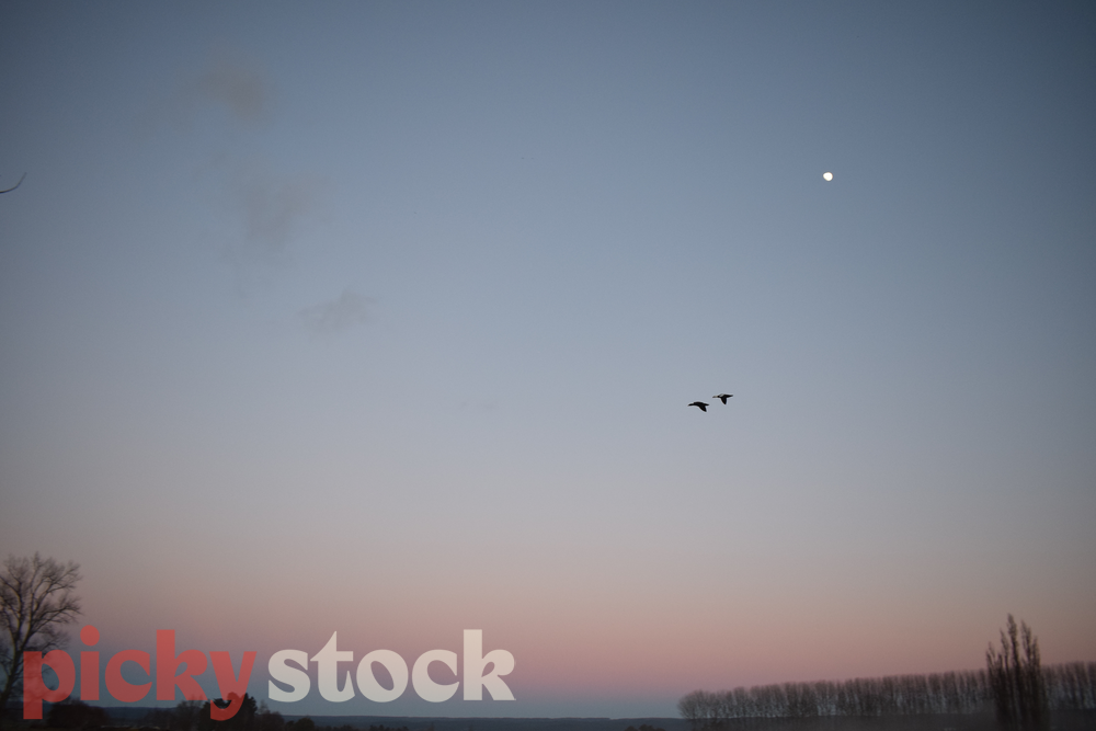Two magpies flying across a dawn sky, mooon is visible