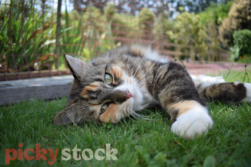 A cat lying on her side in a garden looking into the camera