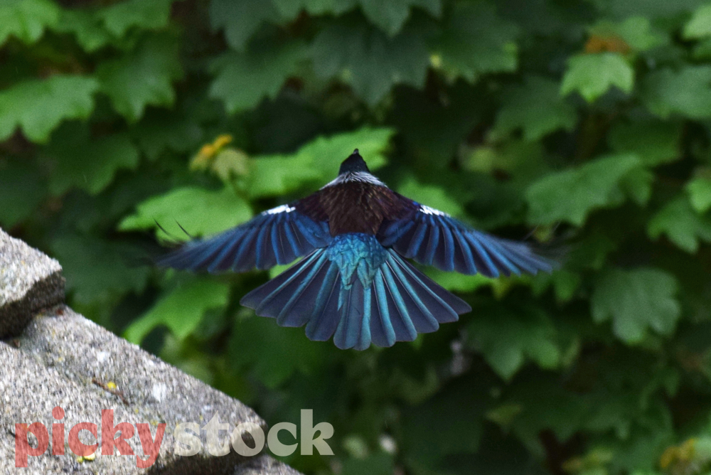 A tui in flight, viewed from above