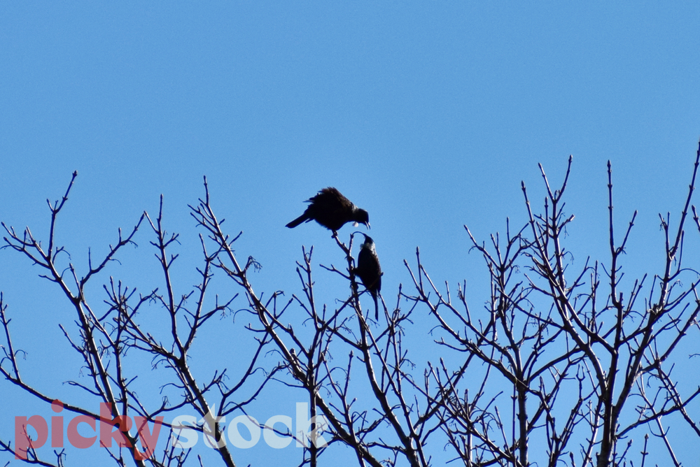 Two tui sitting with each other at the top of a tree
